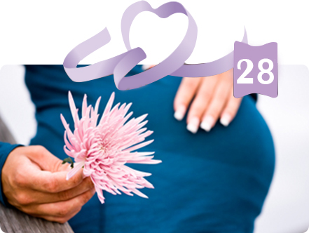 שבוע 28 הריון